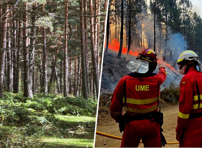 Si la pregunta es cómo blindar el monte a los incendios, en Soria tienen una solución ancestral: suerte de pinos